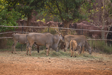 waterbuck (Kobus ellipsiprymnus) eating grass