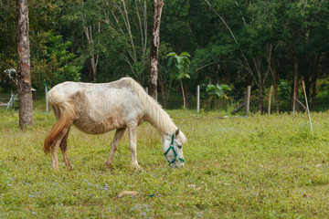 Obraz na płótnie Canvas horse eat grass
