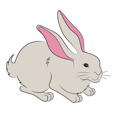 Vector illustration of an Easter bunny