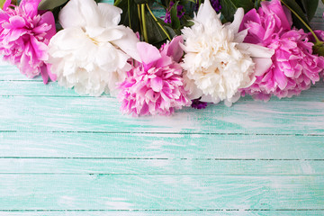 Border from  pink and white peonies flowers on turquoise painted