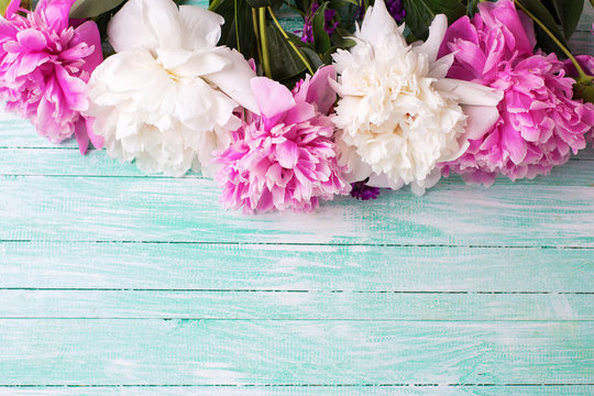 Fototapeta Border from  pink and white peonies flowers on turquoise painted