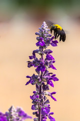 Carpenter Bee flying in garden./ Carpenter Bee nectar and pollination summer colorful flower in garden.
