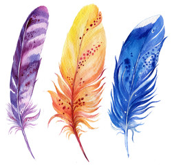 перья птиц.иллюстрация акварелью © mitrushova