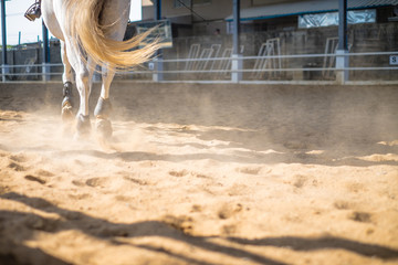 horses running through a dusty field