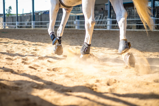 horses running through a dusty field