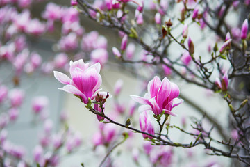 Beautiful magnolia in full bloom