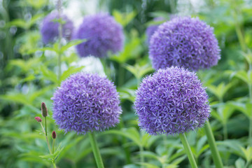Garden of purple allium