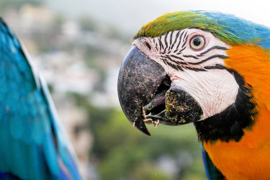 Macaw Close up