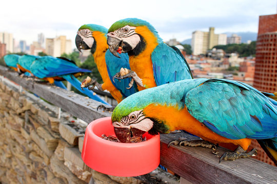 Colorful macaws on the balcony