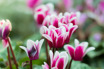 Obraz premium The background image of the colorful flowers
