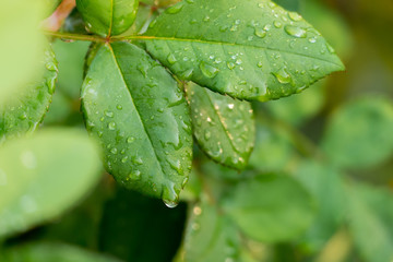 fresh and green leaves