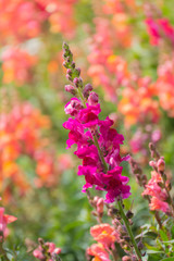 The background image of the colorful flowers