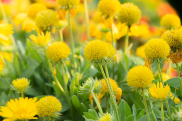 The background image of the colorful flowers