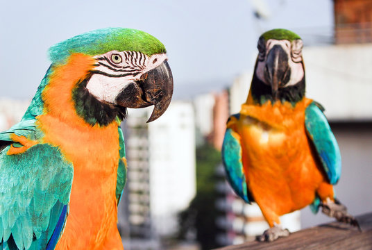Macaws close up