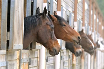 Fotobehang Paarden in stallen © Pascale Gueret