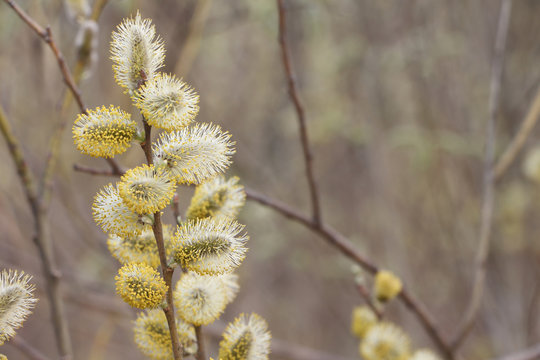 Fluffy buds on a willow branch in the  spring