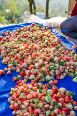 Harvest packing Strawberry Blueberry at field