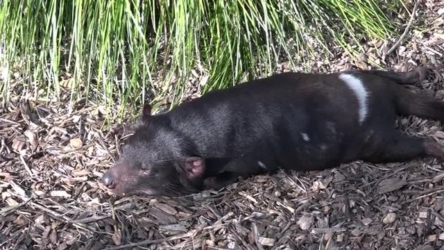 Tasmanian devil sleep.  Endangered animal found in the wild only on the Australian island state of Tasmania.