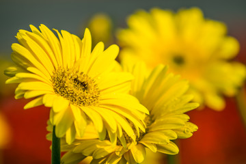 Flowers plantation Royal Ratchaphruek Park