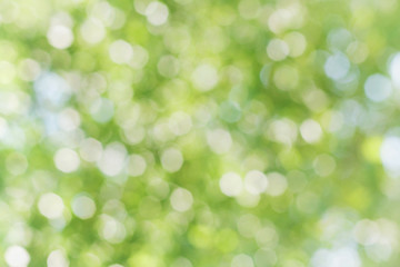 Obraz premium Abstract spring or summer bokeh background, defocused green leaves, light toning, natural backdrop for your design