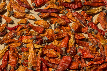 Zum Trocknen ausgelegte rote Chilischoten 
