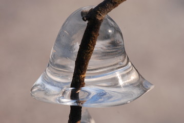 Dzwonek lodowy na gałęzi