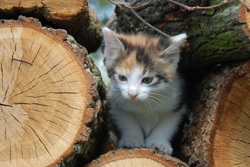 Mały kotek w drewnie