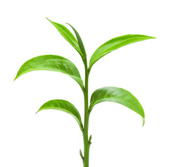 Green tea leaf isolated on white