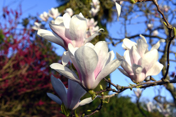 Obraz premium The flowers of magnolia in march