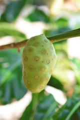 Noni Fruit