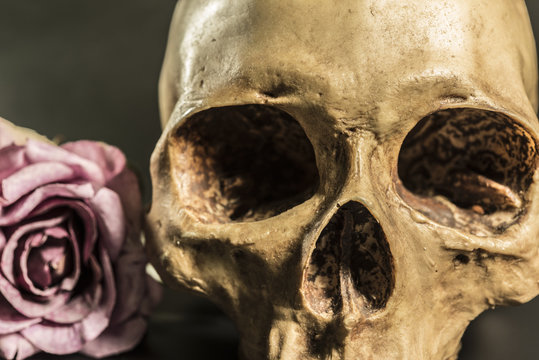 still life human skull with roses over dark background