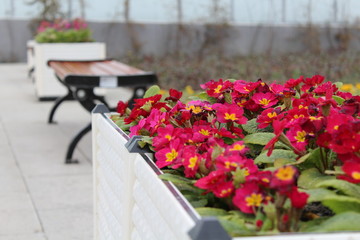 Fototapeta na wymiar Flower terraces and benches