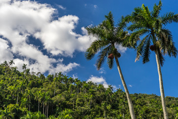 Plakat Palm Trees in front of a forest