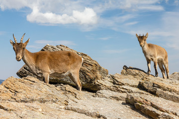 Capra pyrenaica victoriae. Hembra y cría de Cabra Montés. Sierra de Gredos, Ávila, España.