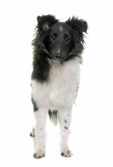 puppy shetland sheepdog