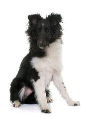 puppy shetland sheepdog