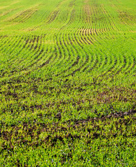 spring field photography