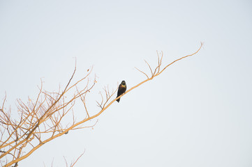 Common Grackle eye contact