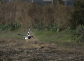 Greater Scaup in flight
