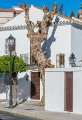 Tree without branches