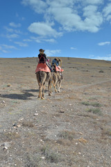 promenade en dromadaire