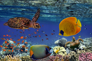 Coral Reef and Tropical Fish iin the Red Sea, Egypt
