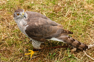 Obraz premium Azor. Accipiter gentilis. XIX Jornadas Internacionales de Cetrería del Norte de España.