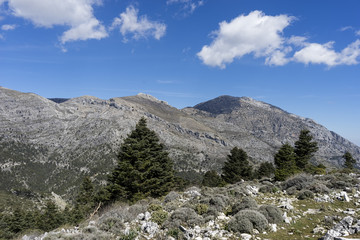 Fototapeta na wymiar parques naturales de España, Sierra de las Nieves en la provincia de Málaga, Andalucía