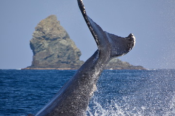 ザトウクジラ

