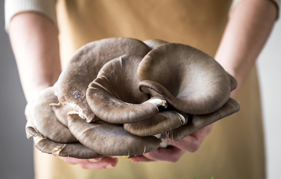 Close up of woman hand holding mushroom