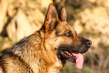 Cabeza de Perro Pastor Alemán.