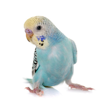 young colorful budgerigar