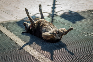 Dog lying on the floor and sunbathing