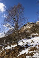 Fototapeta na wymiar birch tree and western side of Grigna peak, Italy